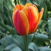 Тюльпан Apeldoorn's Elite - Зображення 6