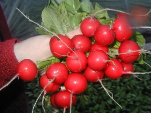 Редис Кримсон гігант - Зображення 6