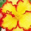 Бегонія Маргіната жовто-червона - Marginata yellow-red - Зображення 6