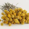 Краспедія Кульовидна (Фасовка: 1000 шт; Колір: жовтий) - Зображення 3