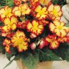 Бегонія Маргіната жовто-червона - Marginata yellow-red - Зображення 7