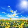 Квіткова суміш Квіткова мозаїка (Фасовка: 30 г) - Зображення 2