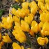 Крокус Giant Yellow - Зображення 3