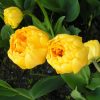 Тюльпан Yellow Pomponette - Зображення 2