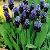 Мускарі Latifolium