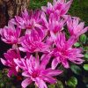 Колхікум Waterlily