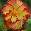 Бегонія Маргіната жовто-червона - Marginata yellow-red