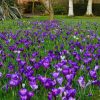 Крокус Flower Record - Зображення 2
