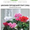 Цикламен Гігант (Фасовка: 5 шт; Колір: суміш) - Зображення 2