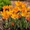 Крокус Orange Monarch - Зображення 4