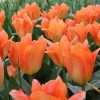 Тюльпан Orange Breeze