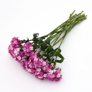 Гвоздика турецька Амазон - Зображення 3