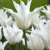 Тюльпан White Triumphator
