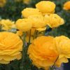 Жовтець Yellow - Зображення 5