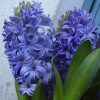 Гіацинт Delft Blue - Зображення 3