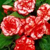 Бегонія Мармората - Marmorata red-white - Зображення 3