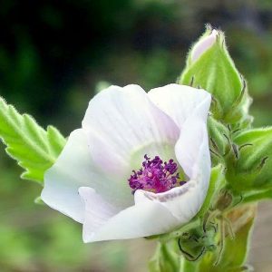 Алтея лікарська (Фасовка: 0,1 г)