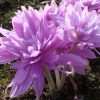 Колхікум Waterlily - Зображення 3