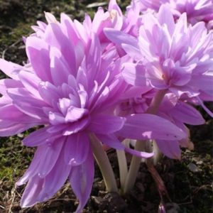 Колхікум Waterlily - Зображення 3