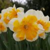 Нарцис Orangery - Зображення 4