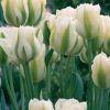 Тюльпан Spring Green