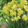 Нарцис Yellow Cheerfulness - Зображення 5