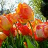 Тюльпан Apricot Parrot - Зображення 5