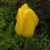 Тюльпан Golden Apeldoorn - Зображення 2