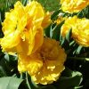 Тюльпан Yellow Pomponette - Зображення 3