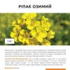 Ріпак (Фасовка: 1 кг) - Зображення 2