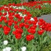 Тюльпан Apeldoorn - Зображення 7