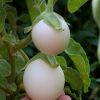 Баклажан декоративний Голден Егс (Фасовка: 0,1 г) - Зображення 6