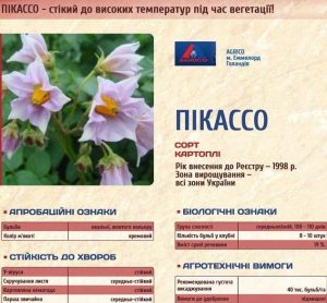 Картопля Пікассо (Фасовка: 2,5 кг) - Зображення 3