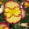 Бегонія Маргіната жовто-червона - Marginata yellow-red - Зображення 5