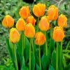 Тюльпан Beauty of Apeldoorn