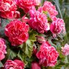 Бегонія Камелія Флора - Camelia Flora pink-white - Зображення 5