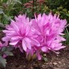 Колхікум Waterlily - Зображення 4