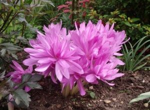 Колхікум Waterlily - Зображення 4