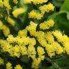 Статиця КІС (Фасовка: 1000 шт; Колір: yellow) - Зображення 3