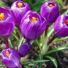 Крокус Flower Record