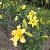 Вігнерон - Vigneron - Зображення 4