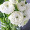 Жовтець White (Фасовка: 5 шт) - Зображення 4