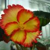 Бегонія Маргіната жовто-червона - Marginata yellow-red - Зображення 2