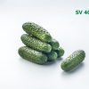 Огірок СВ 4097 ЦВ F1 - Зображення 3