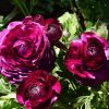 Жовтець Purple Sensation - Зображення 3