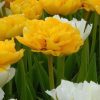 Тюльпан Yellow Pomponette