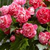 Бегонія Камелія Флора - Camelia Flora pink-white - Зображення 4