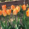 Тюльпан Orange Breeze - Зображення 5