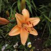 Ментон - Menton - Зображення 6