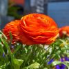 Жовтець Orange - Зображення 4